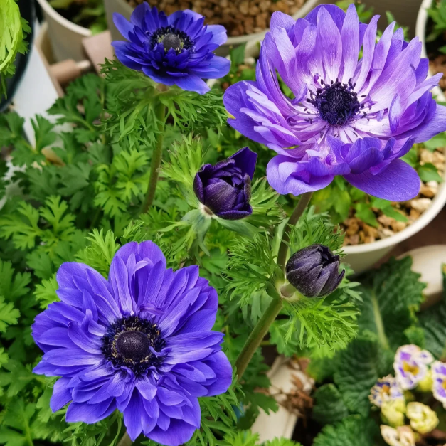 🌸Double Anemone Seeds