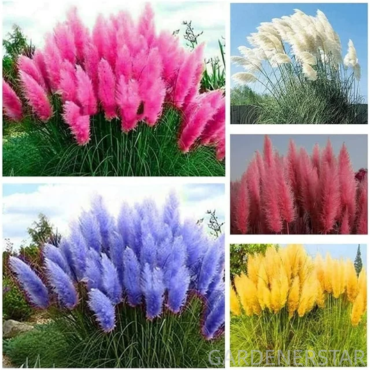 Mixed Pampas Grass Ornamental Seeds