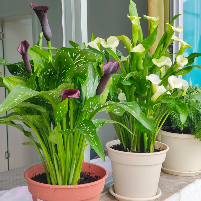 Calla Lily Seeds - Mixed - Beautiful Flowers Planting