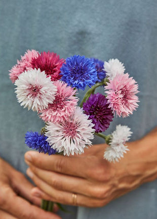 1000 Pcs Tall Double  Mixed Colors Cornflower Flower Seeds