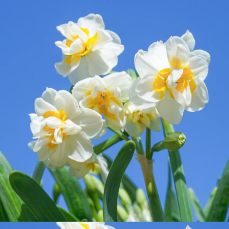 🌺White Purity - Third Generation Daffodils