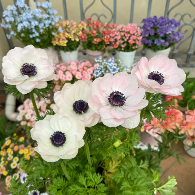 🌸Double Anemone Seeds