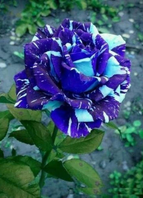 Blue Dragon Rose Seeds