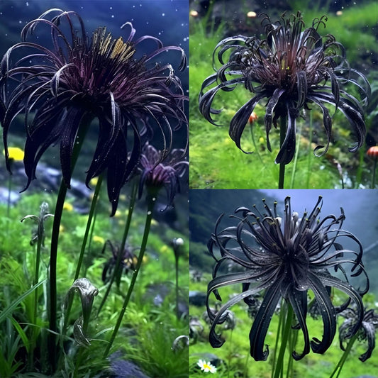 🖤Black Spider Lily