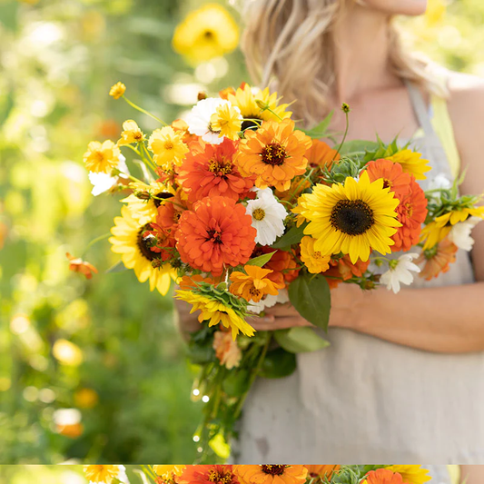 Sunset Mix - Orange, Yellow & White Flower Seed Mix
