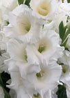 3 Bulbs / White