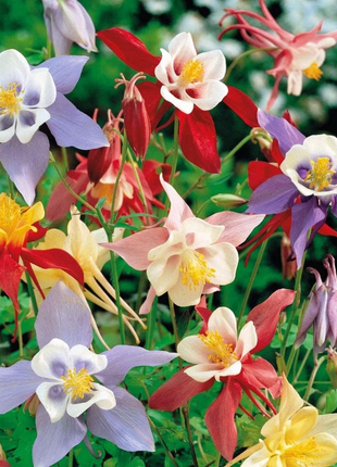 Columbine Seeds - McKana Giant Mix