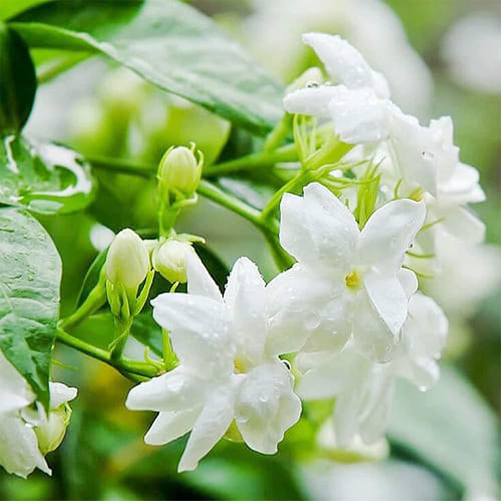 100+Climbing Jasmine Flower Seeds Fragrant Plant for Planting Garden Home Four Seasons Evergreen Silver Jasmine Garden Balcony Climbing Flower Non-GMO