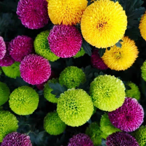 🏵️Colorful Ping Pong Chrysanthemum Seeds