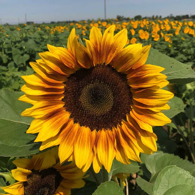 🌻50+ Mixed Color Sunflowers