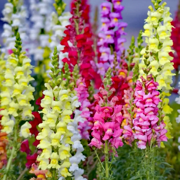 💐Double Snapdragon Mixed Color Seeds