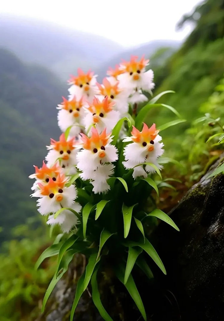 Amazing plants! Cat's eye dazzle - Orange pink