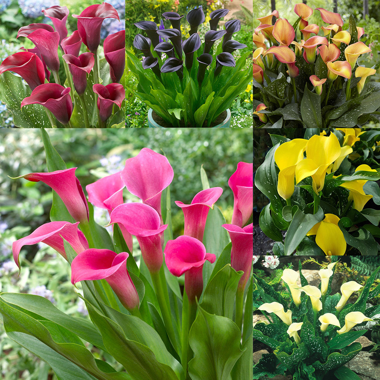 Calla Lily Seeds - Mixed - Beautiful Flowers Planting