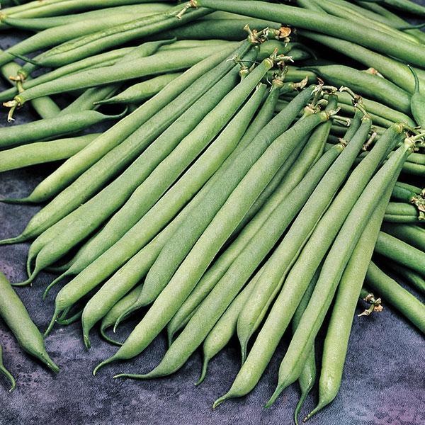 Container Bush Beans French Mascotte